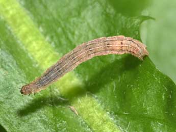  Chenille de Idaea flaveolaria Hb. - ©Philippe Mothiron