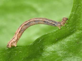  Chenille de Idaea flaveolaria Hb. - Philippe Mothiron