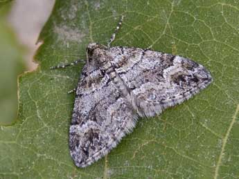 Perizoma flavosparsata Wagner adulte - ©Lionel Taurand