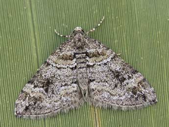 Perizoma flavosparsata Wagner adulte - ©Lionel Taurand