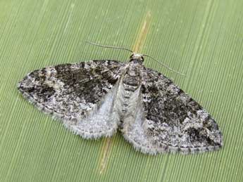 Perizoma flavosparsata Wagner adulte - ©Lionel Taurand