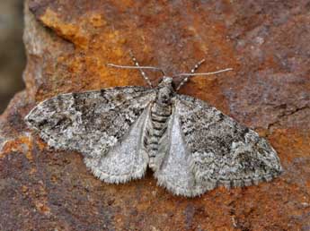 Perizoma flavosparsata Wagner adulte - ©Lionel Taurand