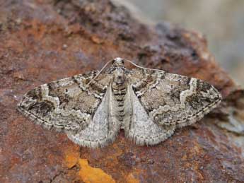 Perizoma flavosparsata Wagner adulte - ©Lionel Taurand