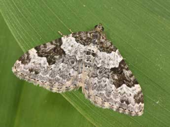 Xanthorhoe fluctuata L. adulte - Philippe Mothiron