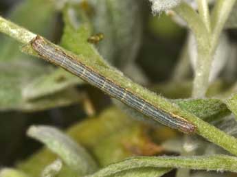  Chenille de Euphyia frustata Tr. - Philippe Mothiron