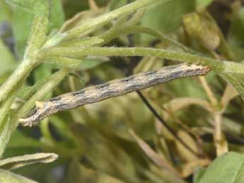  Chenille de Euphyia frustata Tr. - Philippe Mothiron