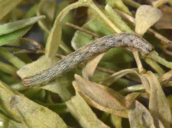  Chenille de Euphyia frustata Tr. - Philippe Mothiron