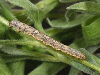  Chenille de Euphyia frustata Tr. - ©Philippe Mothiron