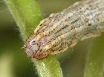  Chenille de Euphyia frustata Tr. - Philippe Mothiron