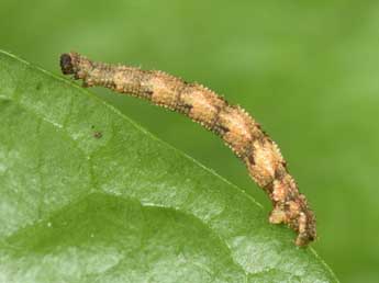  Chenille de Idaea fuscovenosa Gze - Philippe Mothiron