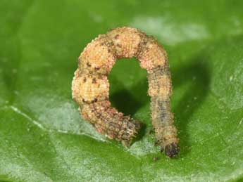  Chenille de Idaea fuscovenosa Gze - ©Philippe Mothiron