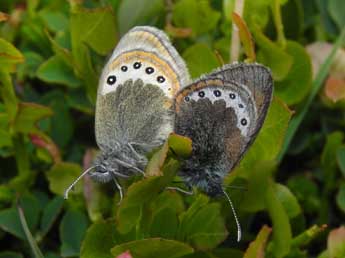 Coenonympha gardetta Prun. adulte - ©Philippe Mothiron