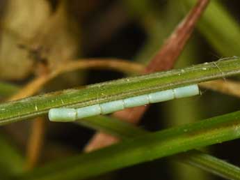  Oeuf de Aspitates gilvaria D. & S. - ©Philippe Mothiron