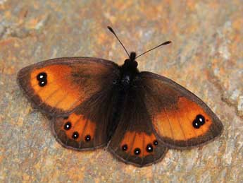 Erebia gorge Hb. adulte - Lionel Taurand