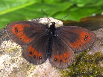 Erebia gorgone Bsdv. adulte - ©Philippe Mothiron