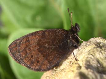 Erebia gorgone Bsdv. adulte - ©Philippe Mothiron