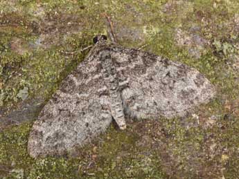 Lobophora halterata Hfn. adulte - ©Philippe Mothiron