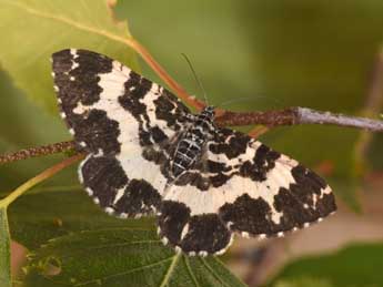 Rheumaptera hastata L. adulte - Philippe Mothiron