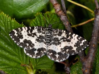 Rheumaptera hastata L. adulte - ©Philippe Mothiron