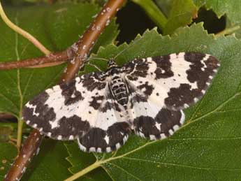 Rheumaptera hastata L. adulte - ©Philippe Mothiron