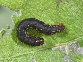  Chenille de Rheumaptera hastata L. - Philippe Mothiron