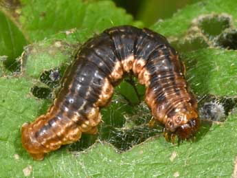  Chenille de Rheumaptera hastata L. - Philippe Mothiron