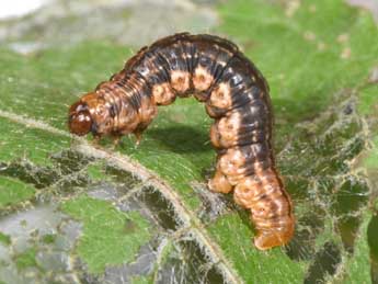  Chenille de Rheumaptera hastata L. - Philippe Mothiron