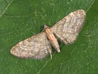 Eupithecia haworthiata Dbld. adulte - ©Philippe Mothiron