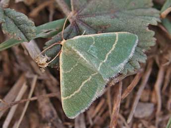 Microloxia herbaria Hb. adulte - Lionel Taurand