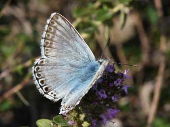 Lysandra hispana H.-S. adulte - Philippe Mothiron