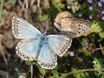 Lysandra hispana H.-S. adulte - Philippe Mothiron