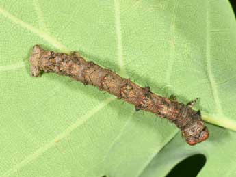  Chenille de Apocheima hispidaria D. & S. - ©Philippe Mothiron