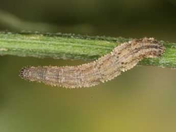  Chenille de Idaea humiliata Hfn. - Heiner Ziegler