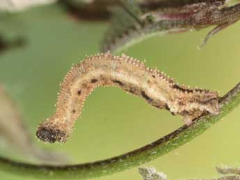  Chenille de Idaea humiliata Hfn. - Heiner Ziegler