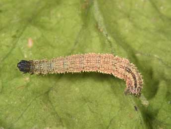  Chenille de Idaea humiliata Hfn. - Philippe Mothiron