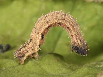  Chenille de Idaea humiliata Hfn. - Philippe Mothiron