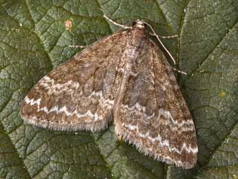 Perizoma hydrata Tr. adulte - Philippe Mothiron