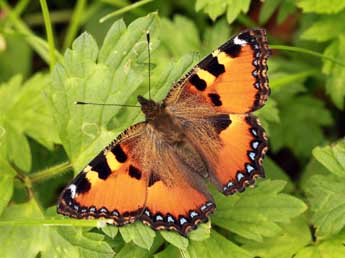 Aglais ichnusa Hb. adulte - Daniel Morel