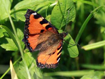 Aglais ichnusa Hb. adulte - Daniel Morel