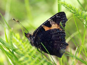 Aglais ichnusa Hb. adulte - Daniel Morel