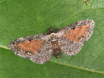 Eupithecia icterata Vill. adulte - ©Philippe Mothiron