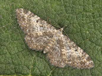 Eupithecia impurata Hb. adulte - ©Lionel Taurand