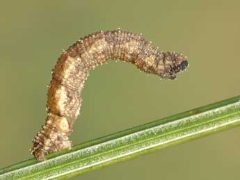  Chenille de Idaea incalcarata Chrt. - ©Lionel Taurand