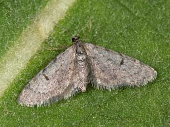 Eupithecia indigata Hb. adulte - ©Philippe Mothiron