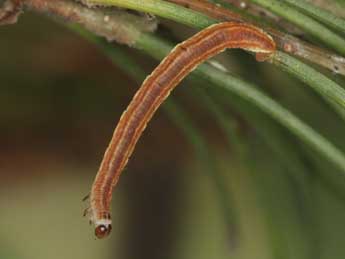  Chenille de Eupithecia indigata Hb. - Heiner Ziegler