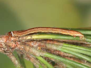  Chenille de Eupithecia indigata Hb. - ©Heiner Ziegler