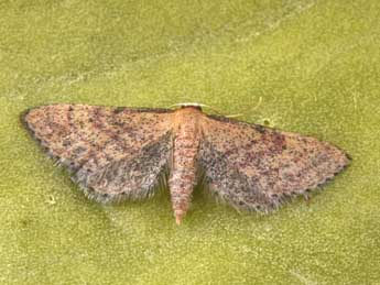 Idaea infirmaria Rbr adulte - ©Philippe Mothiron