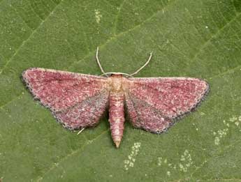 Idaea infirmaria Rbr adulte - ©Lionel Taurand