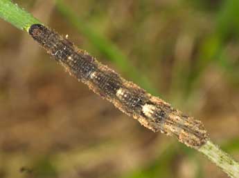  Chenille de Idaea inquinata Scop. - ©Jeroen Voogd