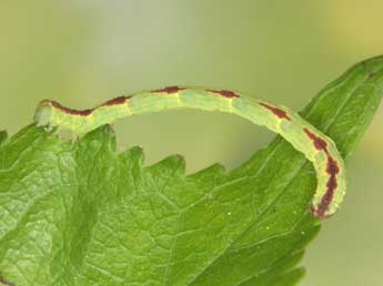  Chenille de Eupithecia insigniata Hb. - ©Heiner Ziegler